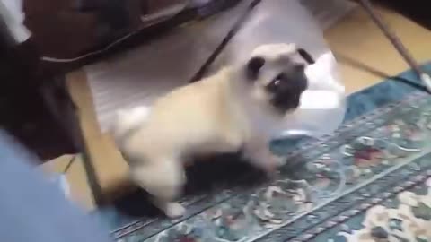 TOP 10 dog barking videos compilation 2016 ♥ Dog barking sound - Funny dogs