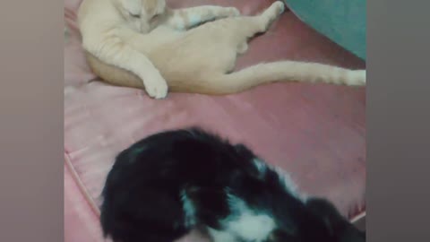 Frenemies Wanda & Smokey