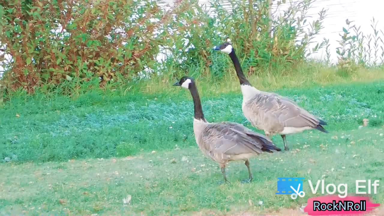 🦢 Canada Goose Lovely Walking in the Park