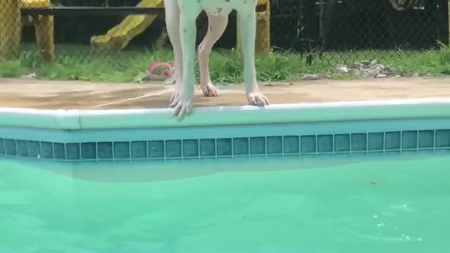 The swimming boxer pup