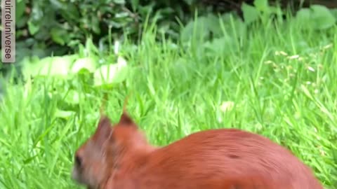 Red squirrel