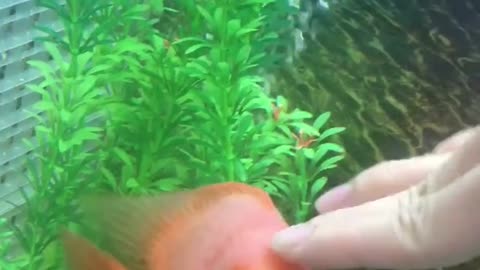 Fish react like a lovely dog