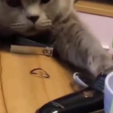 PETS NEVER LIE ABOUT LOVE-53 #shorts