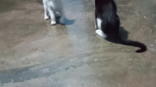 Snowball and Snowbell Cat fight