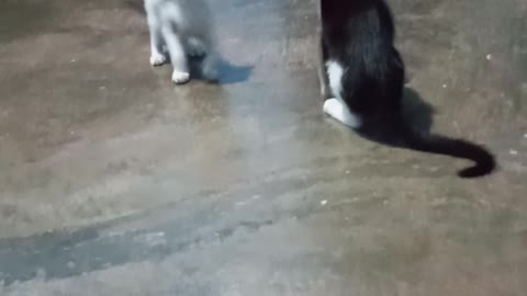 Snowball and Snowbell Cat fight