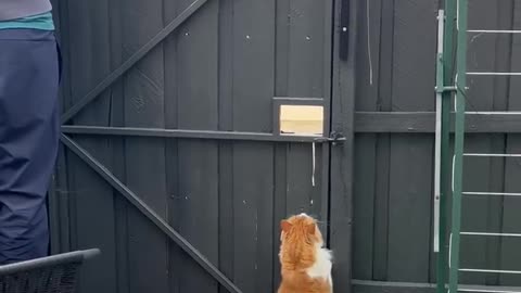 Cat Cleverly Escapes Enclosure ViralHog