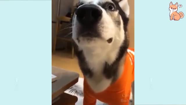 Funny Moments of Dogs