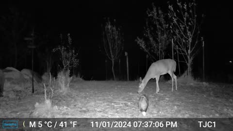 Deer/Opossum