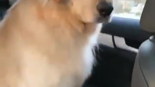 cute dog sleeping in the car