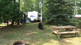 Bear Breaks Into Trailer for Buns