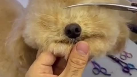 Cute DOG Videos and Funny