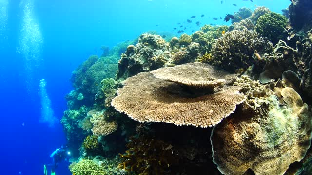 Great Barrier Reef, Australia