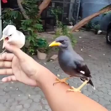 The obedient magpie and likes to play with me