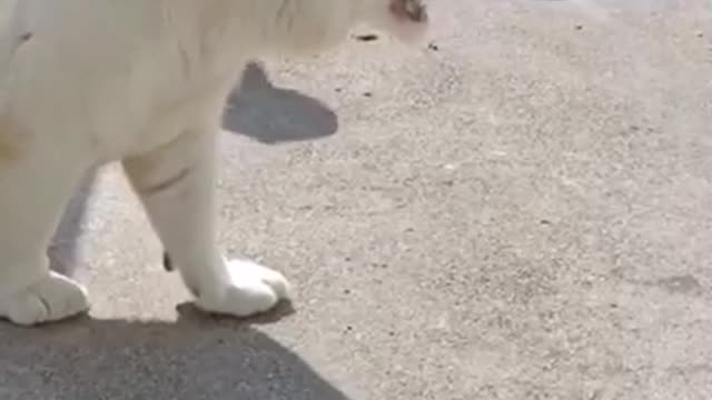 white tigers and yellow tigers interact with each other