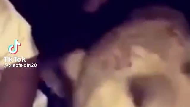 Watch this funny cat