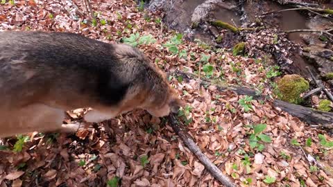 A dog grabbing tree branch