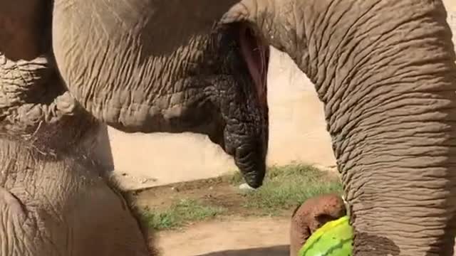 The elephant is eating a big watermelon