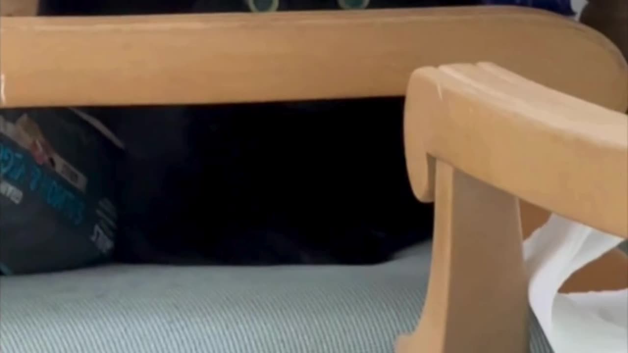 Adopting a Cat from a Shelter Vlog - Cute Precious Piper Has a Great Hiding Spot #shorts