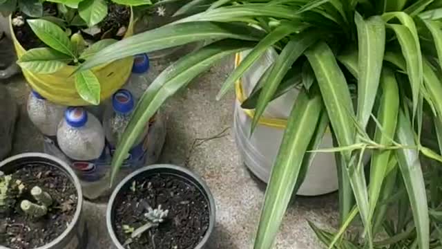 Small flowers and grass