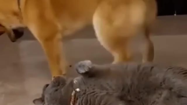 I wat to problem dog