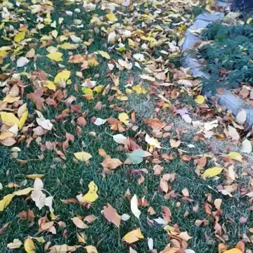 BaxWatch #baxseif loves fall