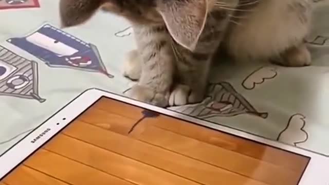 This CAT challenges THAT it CAN massage it Boss