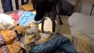 I Fought The Bed