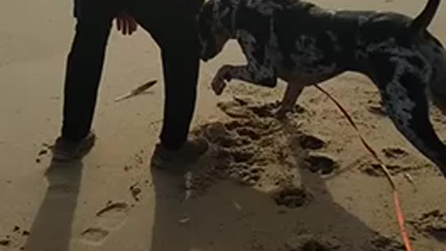 Oreo finds a feather at the beach