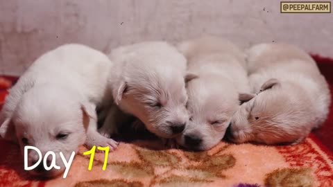 Cute! Adorable Puppies that will make your day bright and beautiful just by watching them!