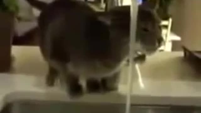 Funny cat funny video