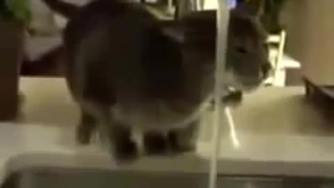 Funny cat funny video