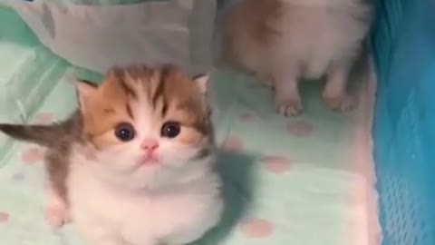 kitten