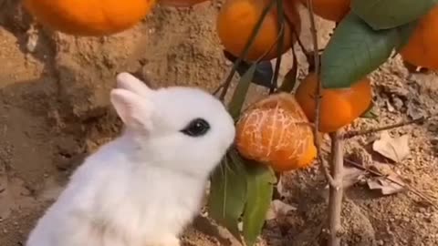 Am I cute?#bunny #cuteanimal #petlover ...