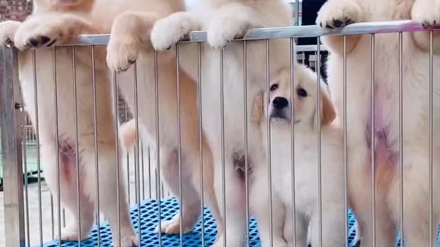 Cute dogs