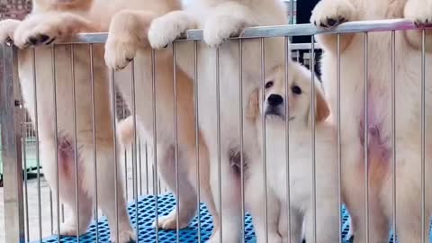 Cute dogs