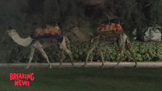 Amazing Desert camel spotted in the park