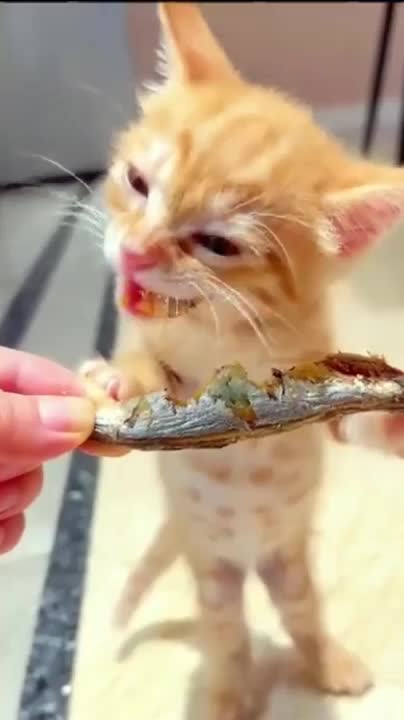 Cute cat eating dry fish