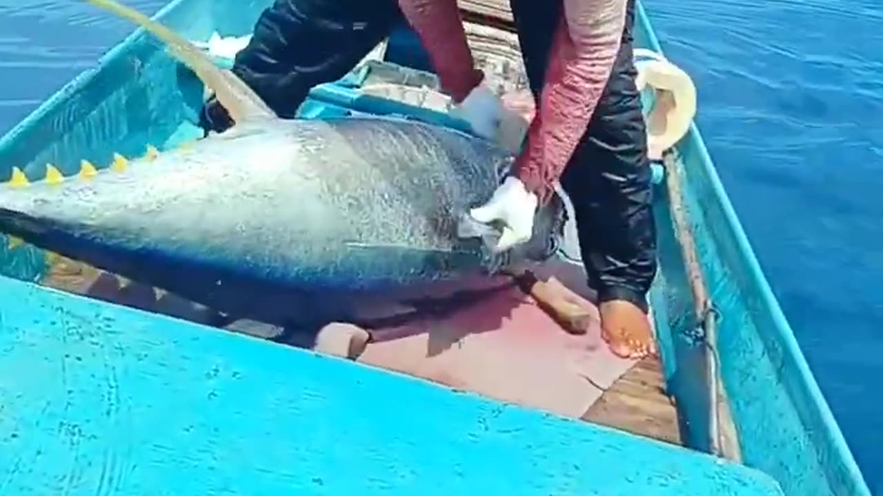 record for fishing for large tuna