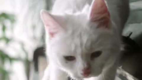 Cute, Cat, Piano