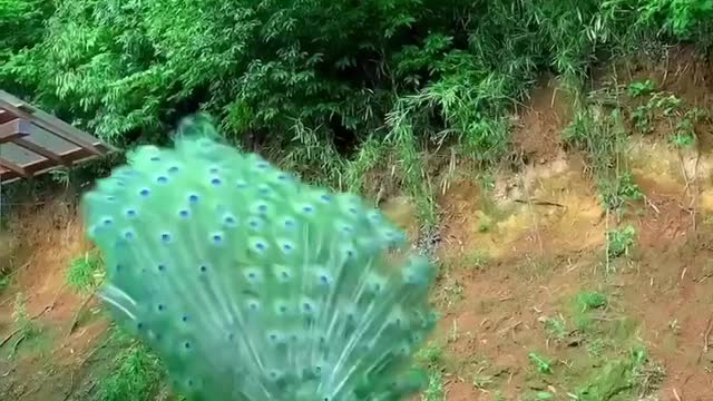 When the peacock opens its screen really a moment, there is no feeling very happy