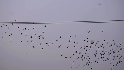 Beautiful view of Group of birds flying in the sky