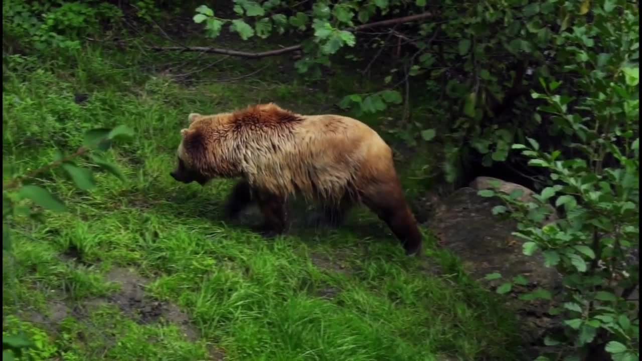 LOVELY ANIMALS YOU SOUD WATCH