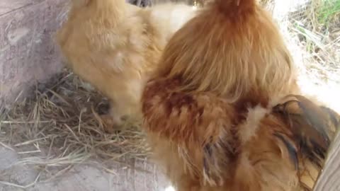 Blue Silkie chicks, about one week old