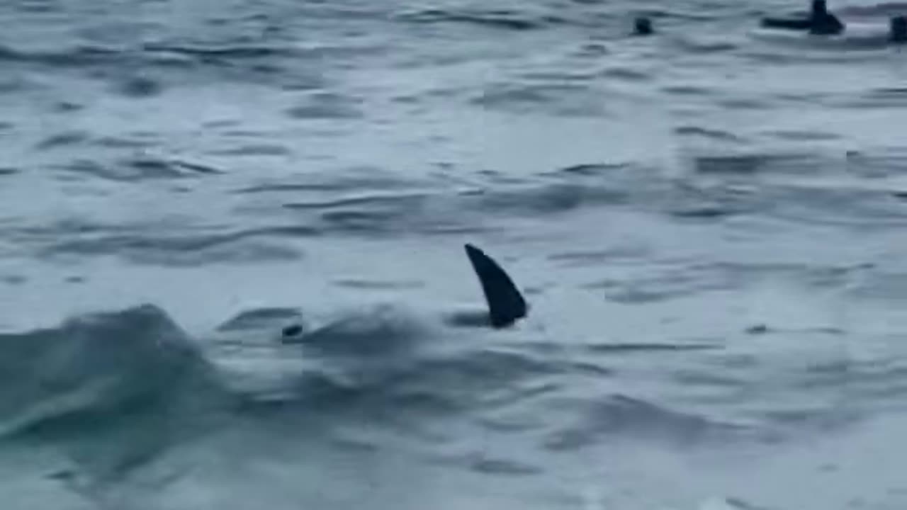 Shark In Shallow Waters Of Florida