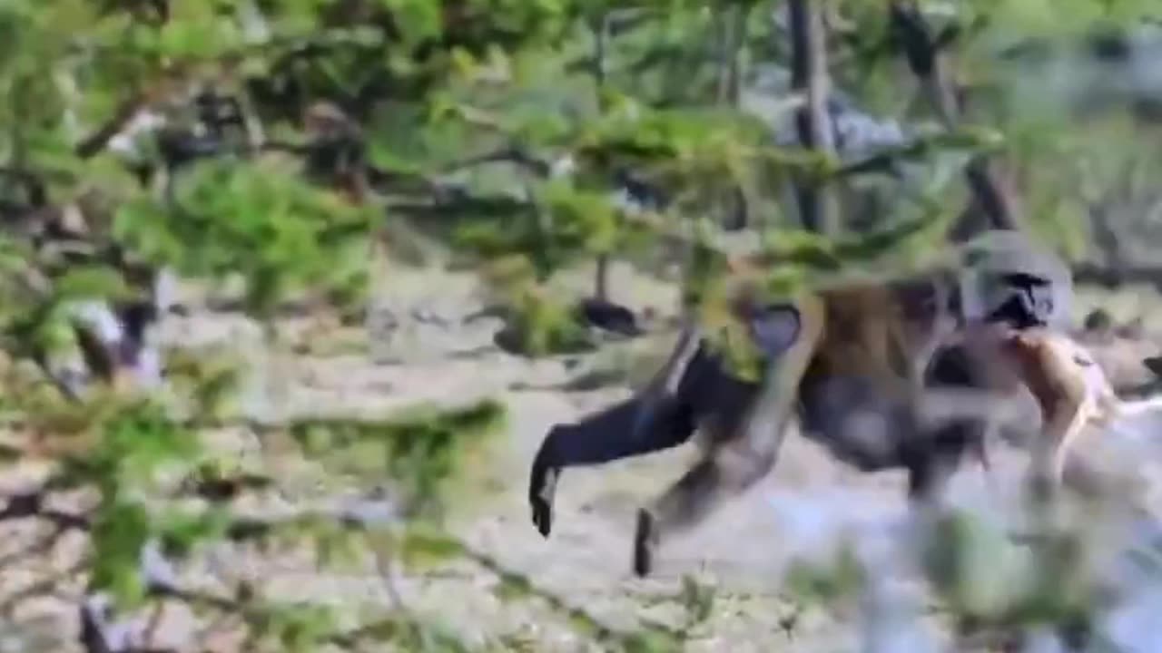 Baboons cheetah are playing