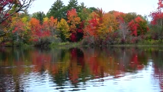 Foliage