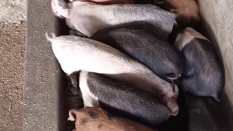 Piglets feeding