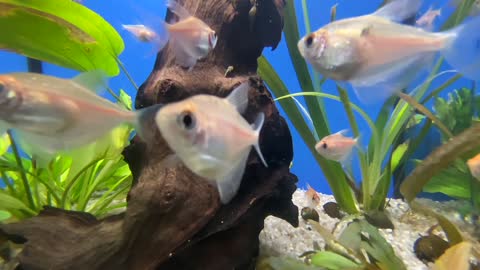 fish in Aquarium