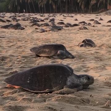 SEA TURTLES PARADISE?