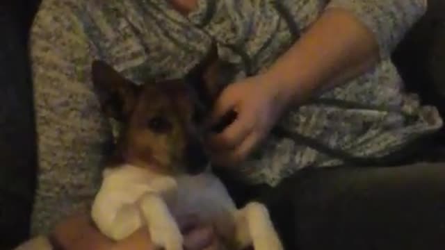 My dog wants to be the mayor!!!!!